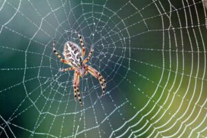 عنکبوت‌ها چگونه ابریشم تولید می‌کنند؟